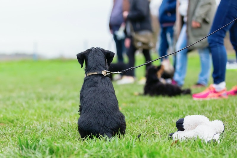 A dog sits in a dog behaviour class with Pet Resorts Australia