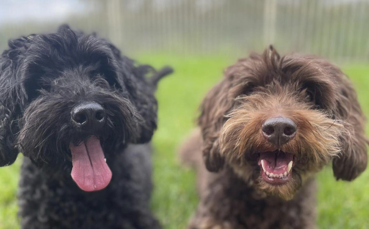 Doggy Daycare in Samford