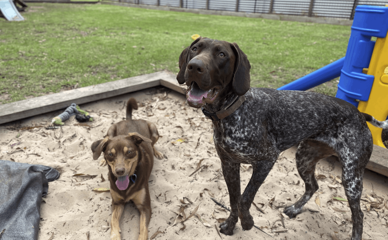 Doggy Daycare in Kangy Angy