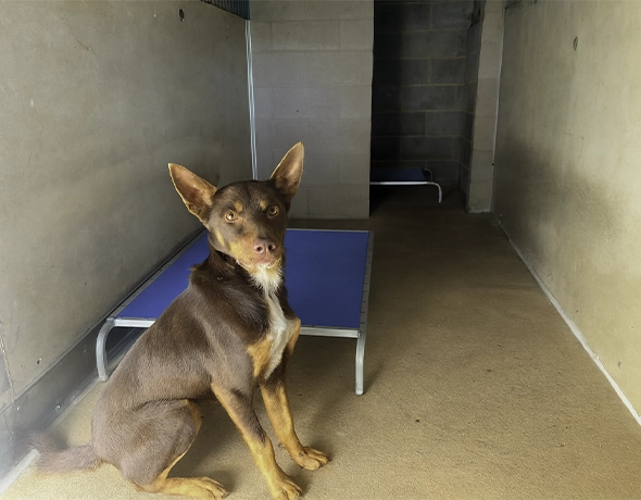 Large dog boarding room