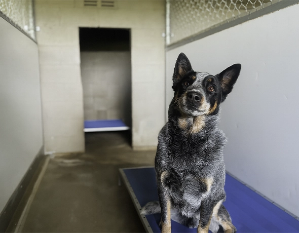Spacious social dog room