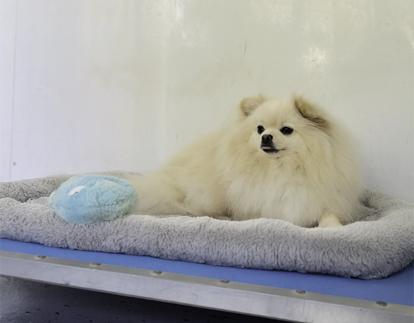 Small dog private room