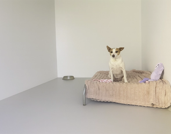 Private room for small dog