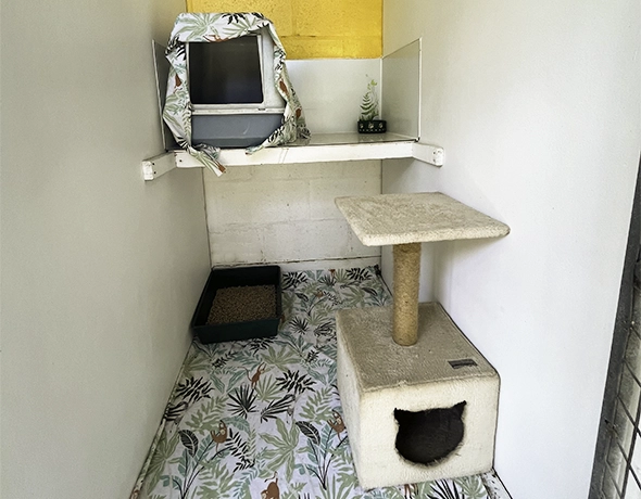 Interior of a Barnstone Cattery standard room showing a cosy elevated cat bed, scratching post tower, litter box, and decorative printed floor.