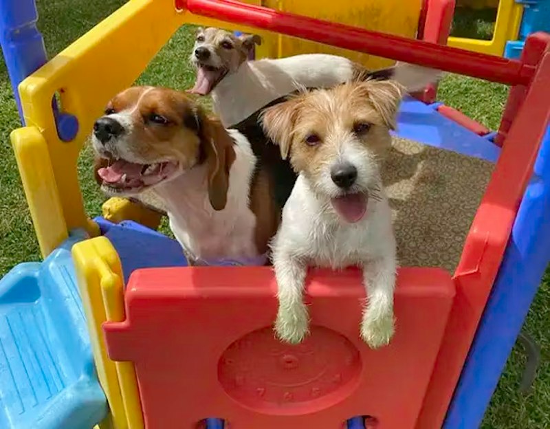 What is Doggy Daycare?