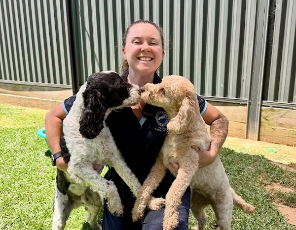 A professional pet carer plays with two dogs a dog boarding facility in Dural