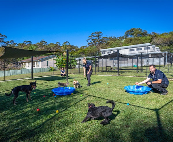 Expansive Grass Yards