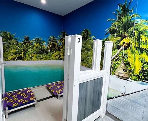 Beach Club Comfort for Little Dogs