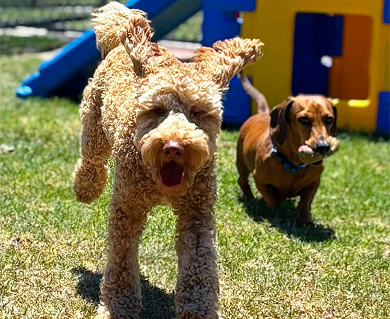 Doggy Day Care Full Day