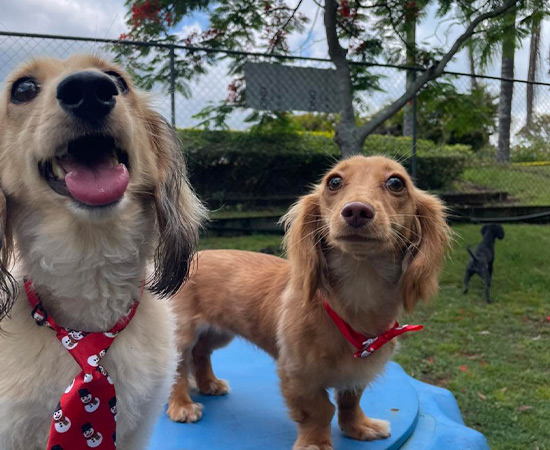 Doggy Day Care 1/2 Day