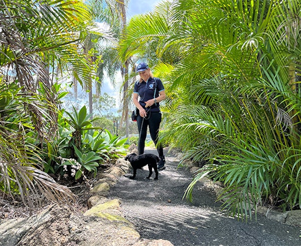 On-Site Dog Training