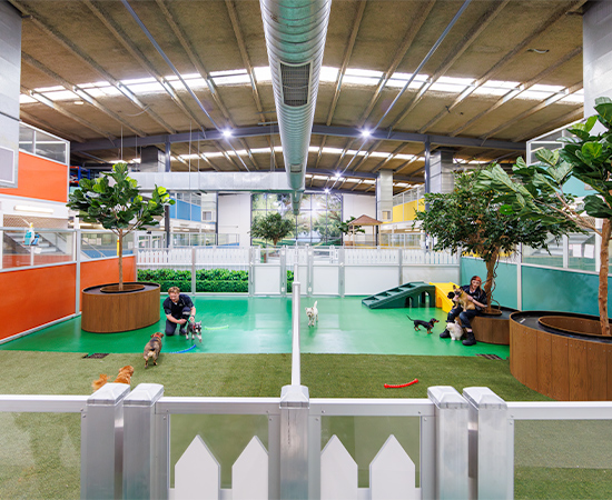 A wide view of the dog play area Central Bark in Port Melbourne Dog Boarding