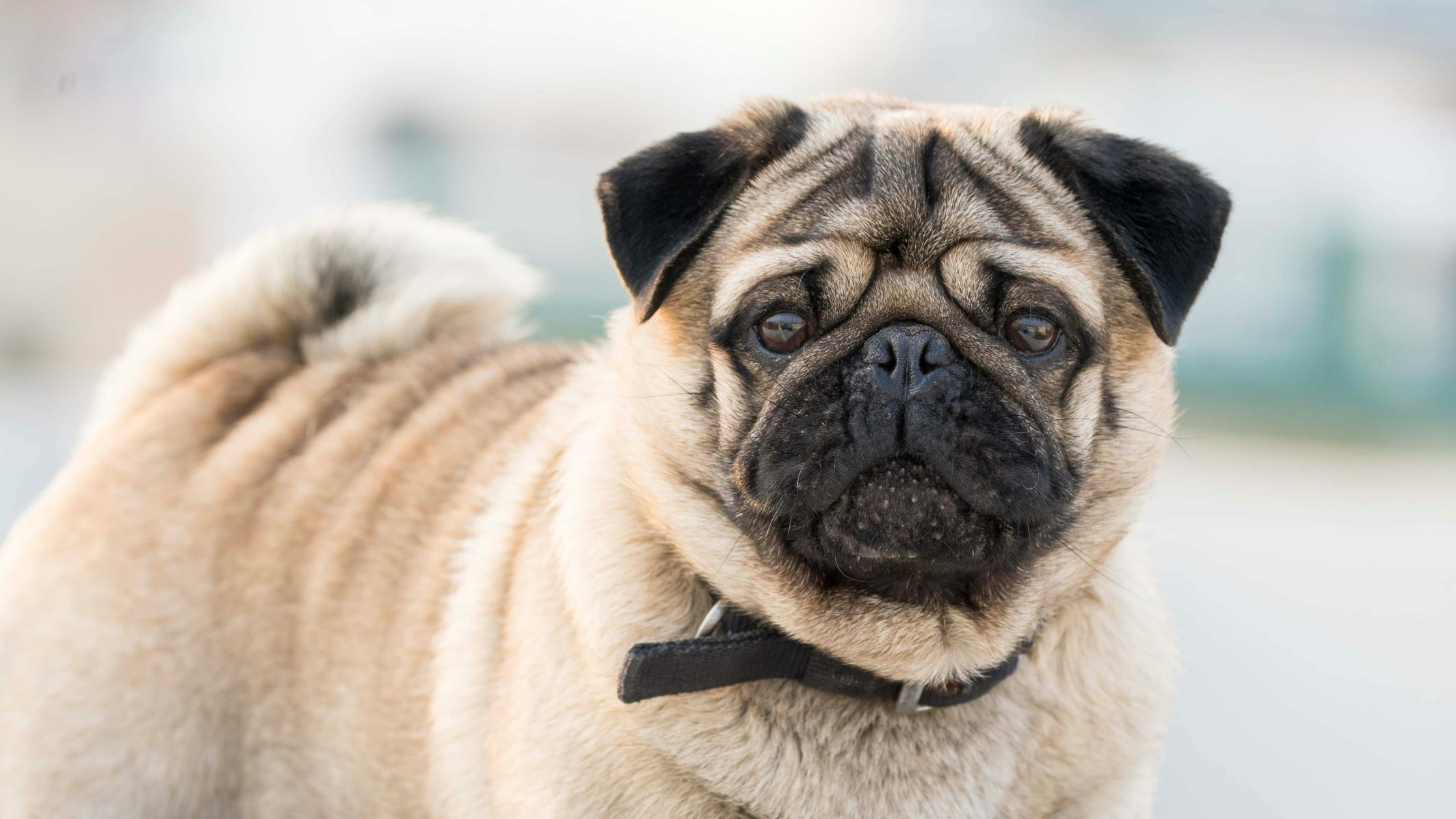 a pug dog looks at the camera