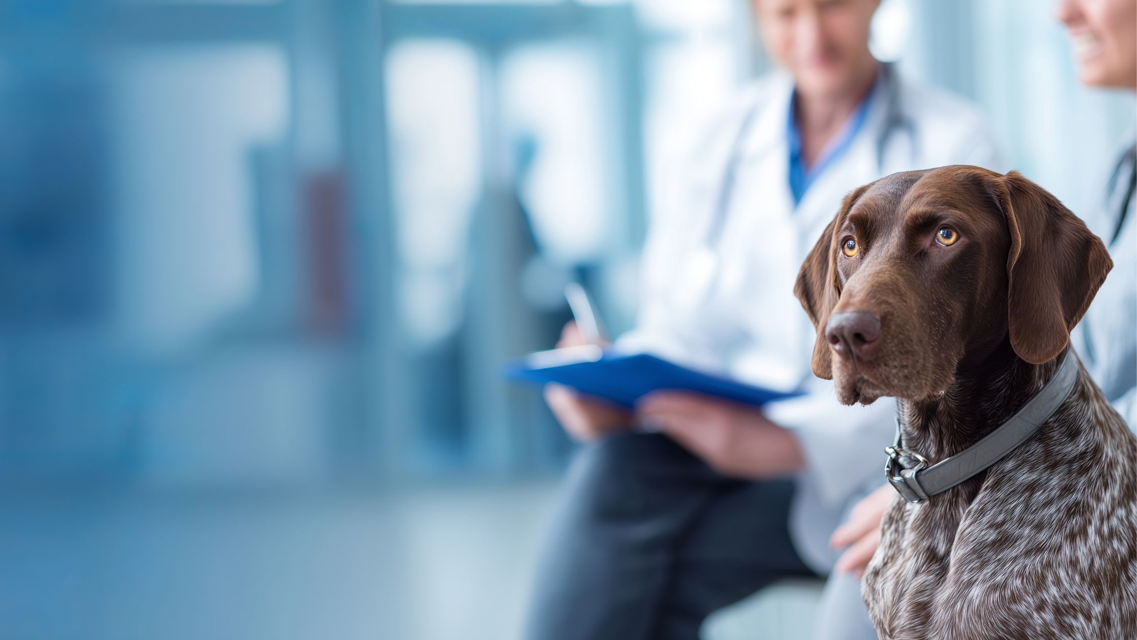 A dog sits in a vets office checking it's health