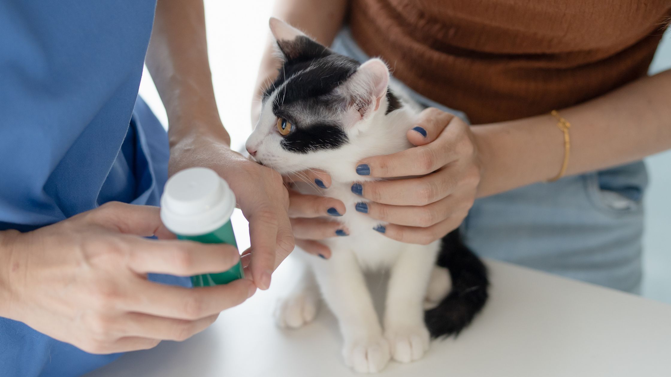 A cat sits in a vets office