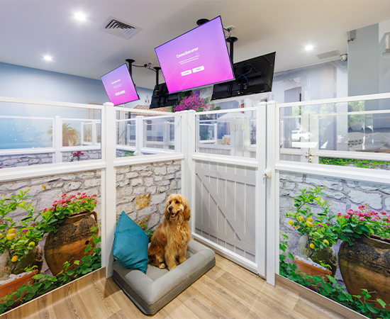 A dog rests in the beach club suites at dog boarding facility in port melbourne
