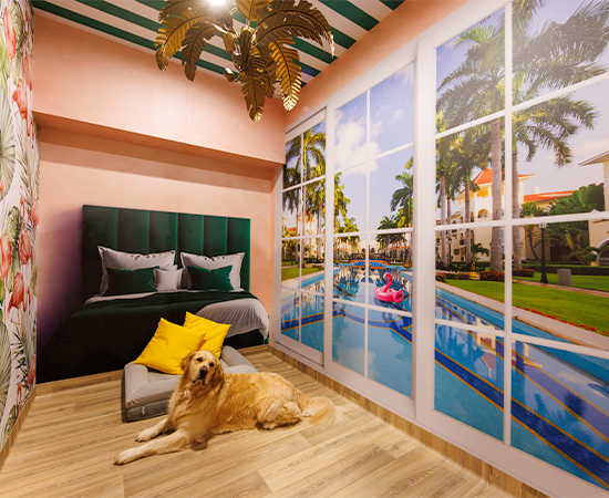 A golden retriever rests in a themed suite at premium dog boarding facility in Port Melbourne