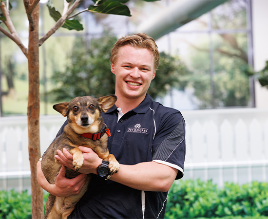 A dog from the resort room plays in the central bark play area in Melbourne