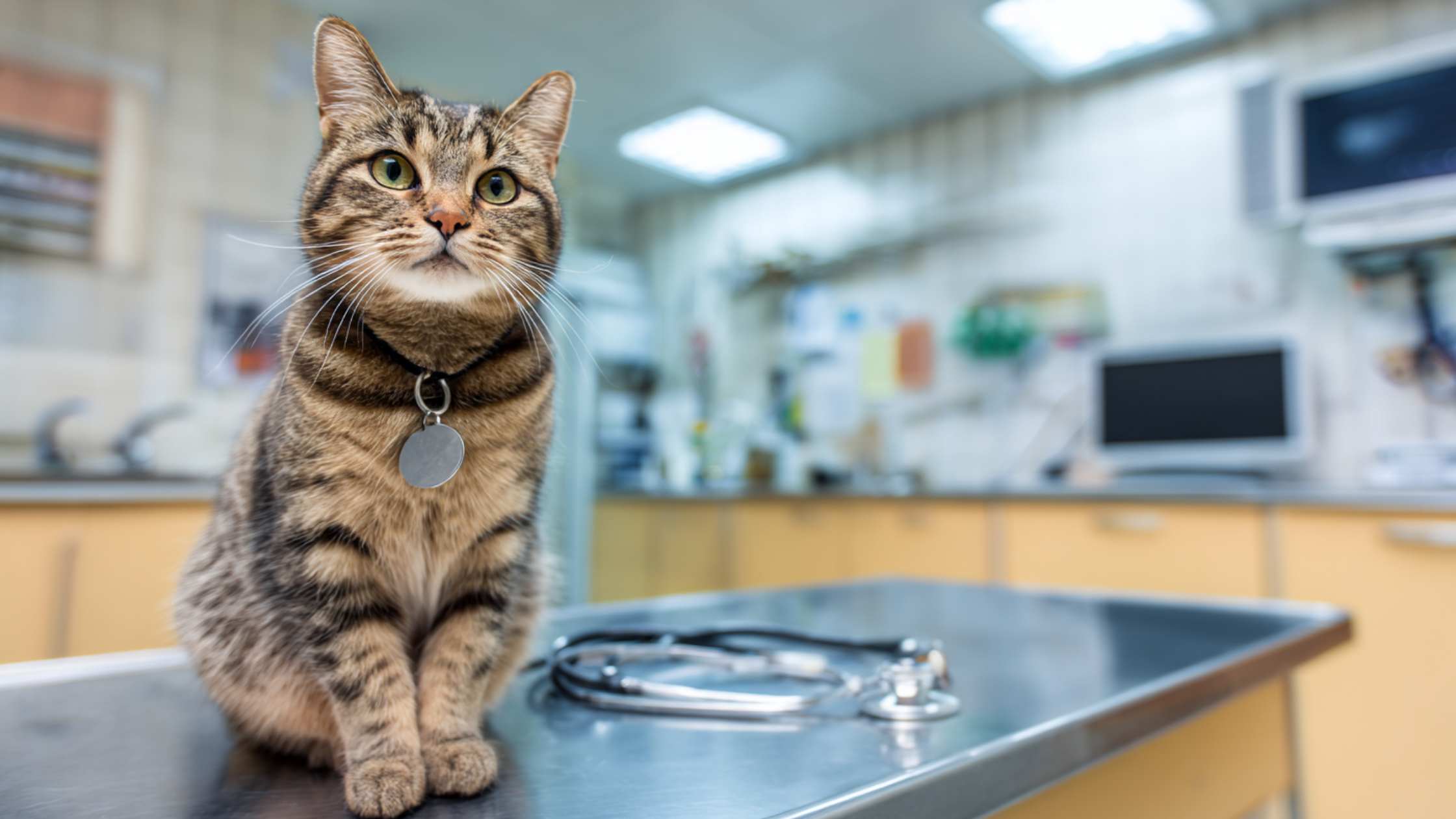 A cat sits in a vet office being treated for FIV