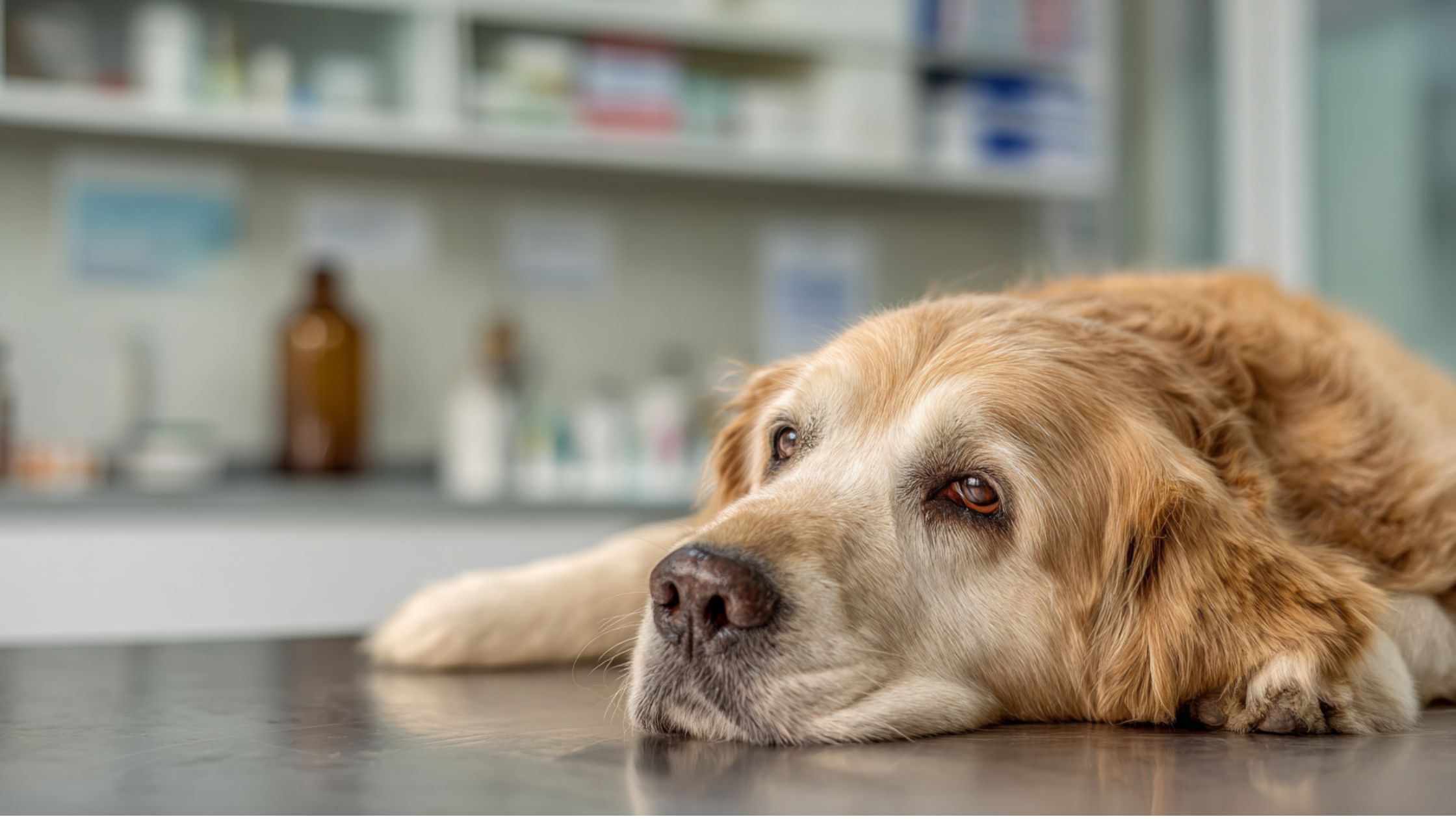 A dog lies looking unhappy at the vets office