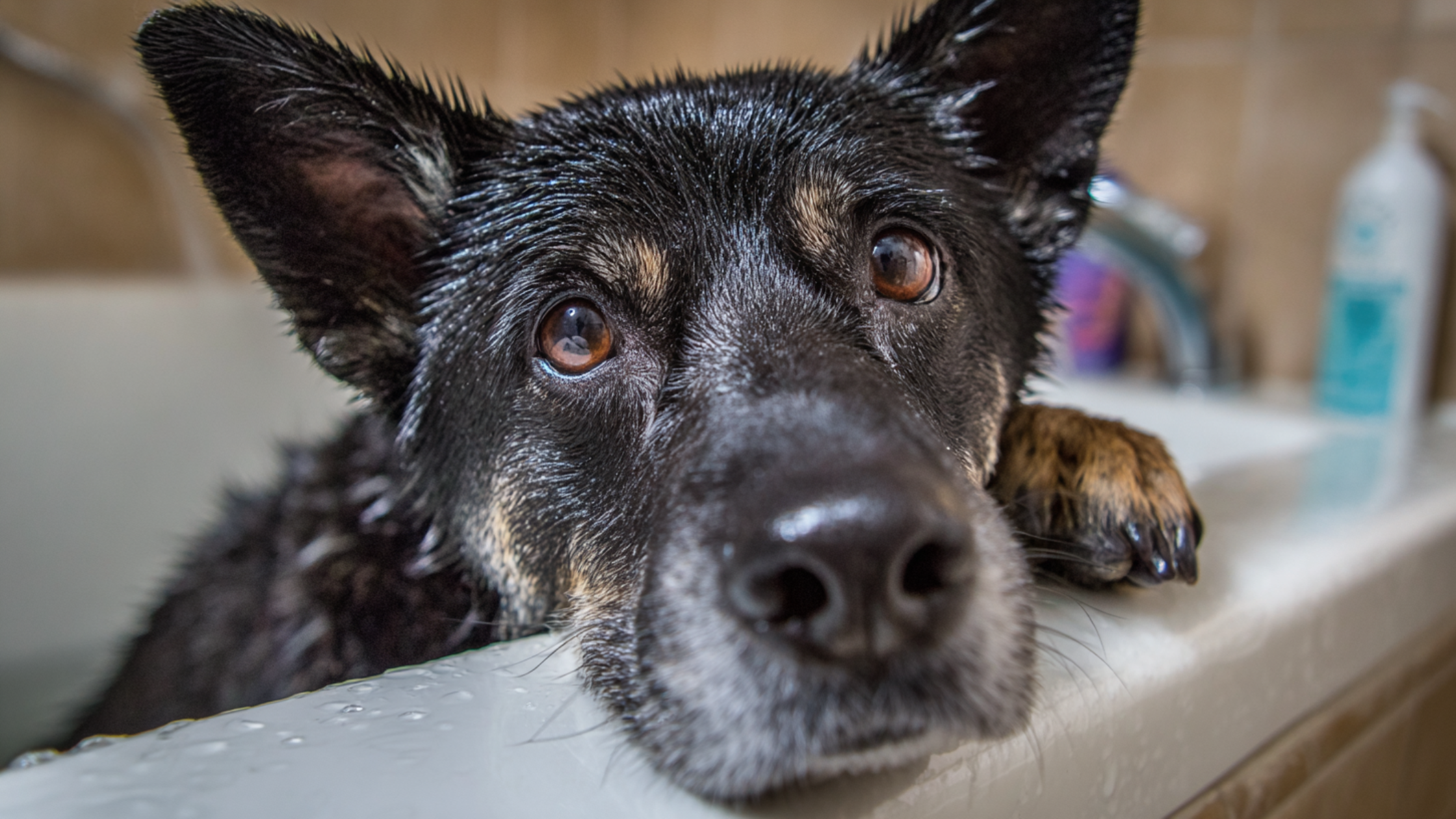 A german shephard mix sits with chin on the edge of the dog bath looking into the camera