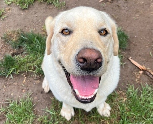 Happy Labrador at TLC Dog Boarding
