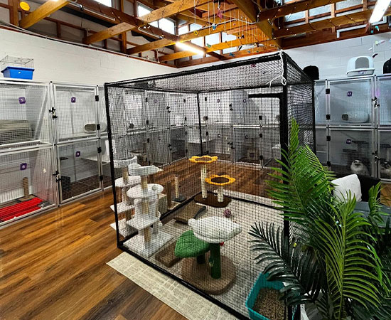 Cattery & enrichment area