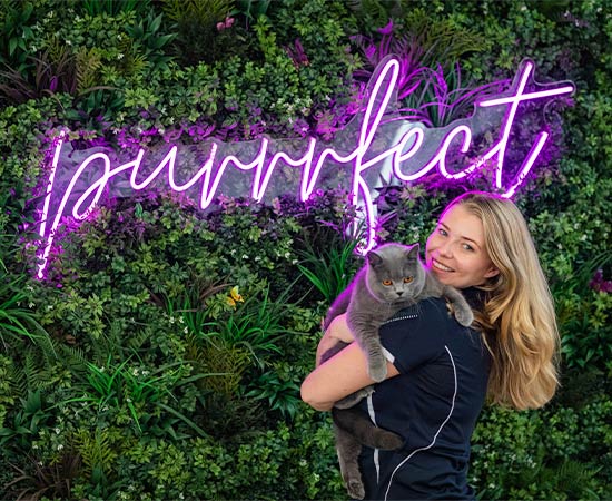 A trained feline care professional holds a cat in front of a purrrrfect sign in ingleside cattery