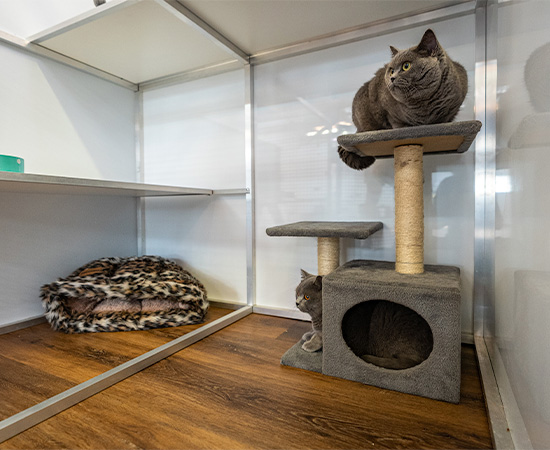A cat sits in the shared standard indoor room