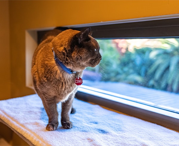 Accommodation to Suite Every Cat