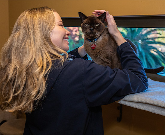 A pet nanny pats a cat in the window room of premium Terrigal Cat Boarding facility