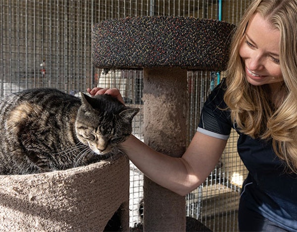 Professional Cat Care