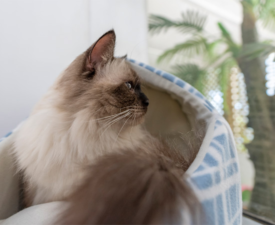 Cosy Cat Rooms