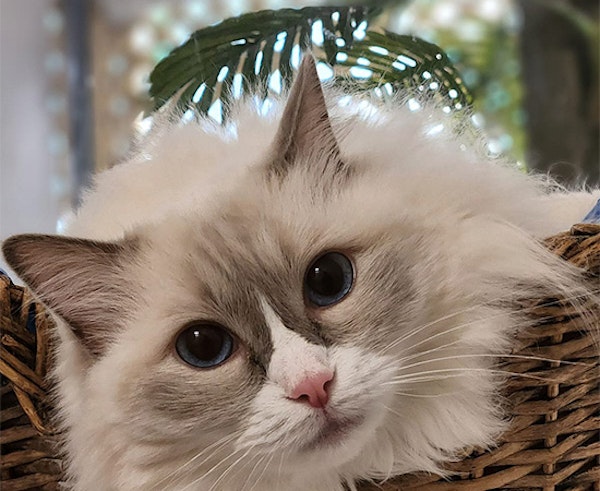 Premium Nutrition & Peace of Mind