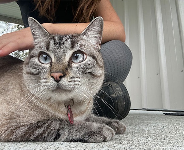 Gentle, Personalised Care from Experienced Pet Nannies