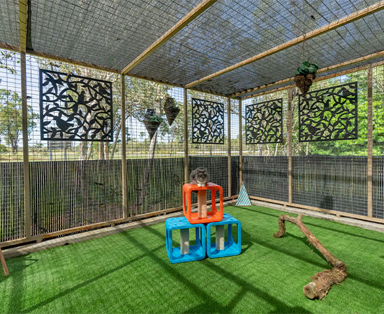 A cat sits on top of the climbing frame in the Townsville Cattery outdoor enrichment area