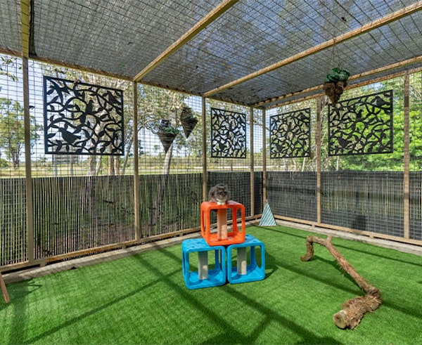 Cattery Enrichment & Play Area