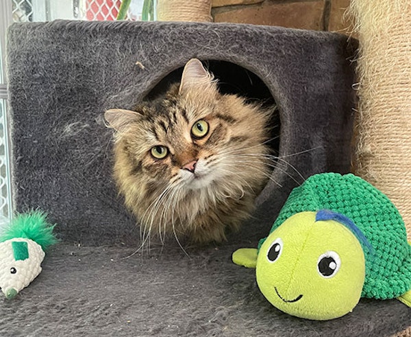 Professional Cat Care