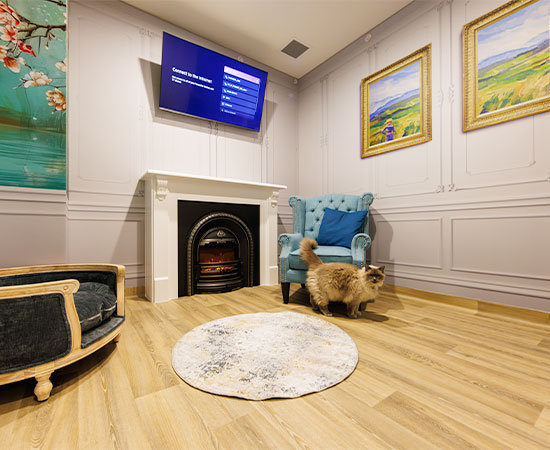 A view of the luxury cat room in Melbourne
