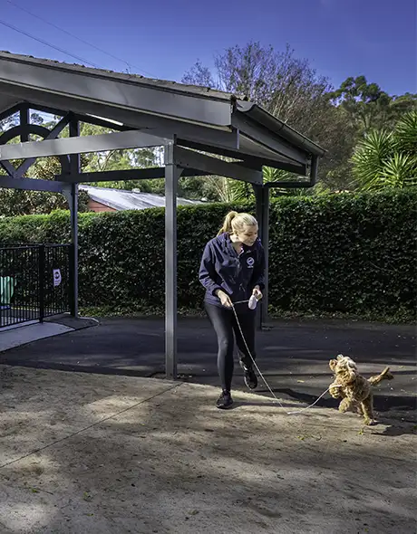 Why Use Our Pet Taxi?