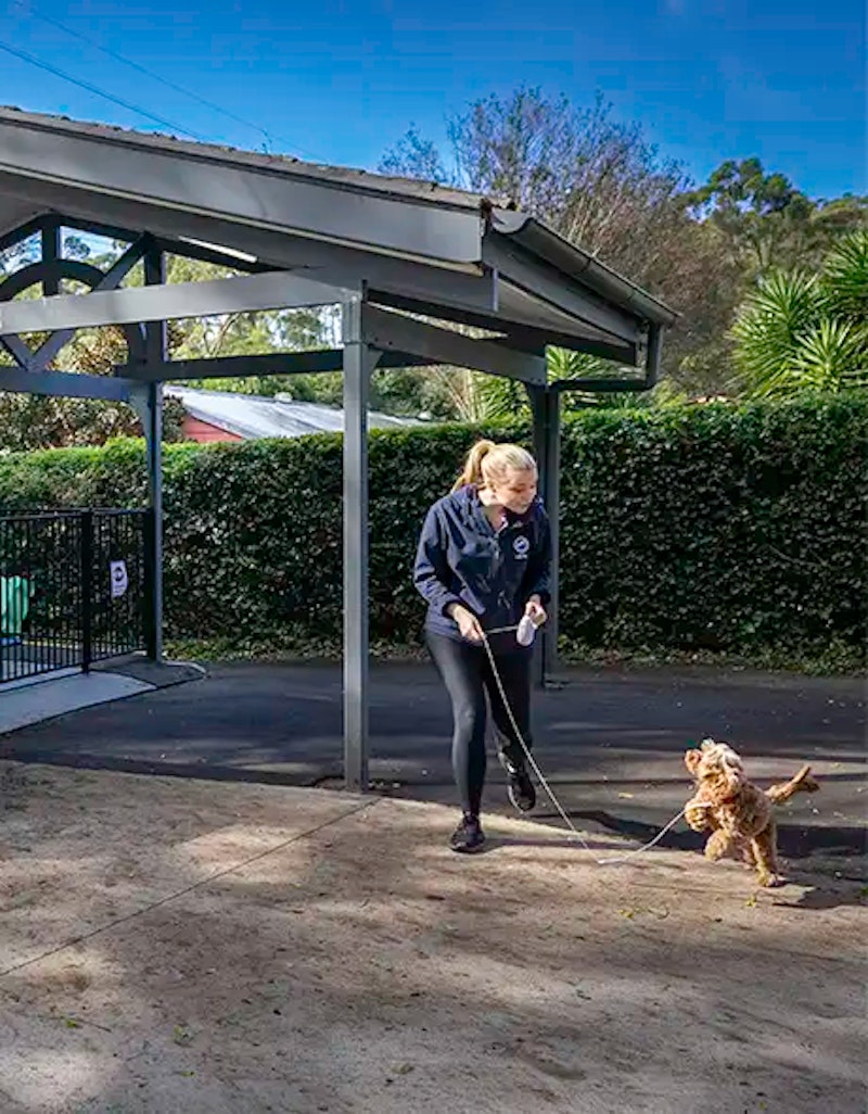 Why Use Our Pet Taxi?
