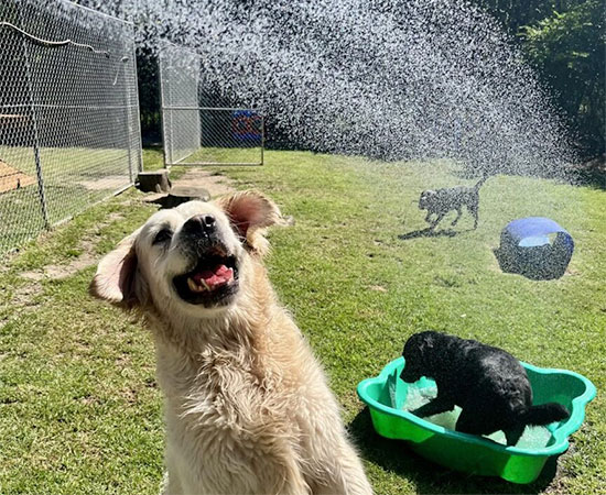Doggy Day Care 1/2 Day