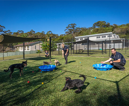 A group of dogs play in the large green playyards at Ingleside while three carers look on