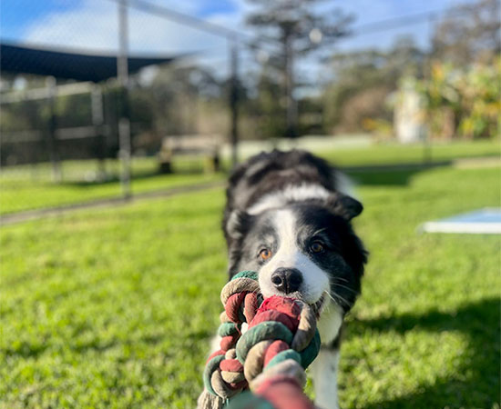 Tug-o-war fun