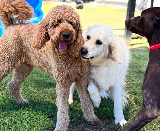 Three dogs play in the green yards at Ingleside Doggy Daycare