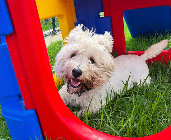 A pup winds down in the grassy doggy daycare yards