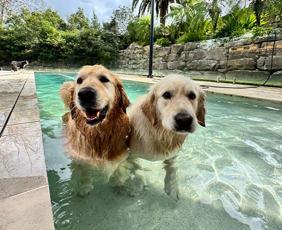 Doggy Day Care Full Day