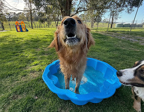 Doggy Day Care Full Day