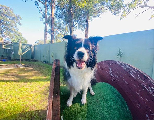 A happy collie dog at the end of a doggy daycare day, perches on top of the enrichment playground at Kangy Angy