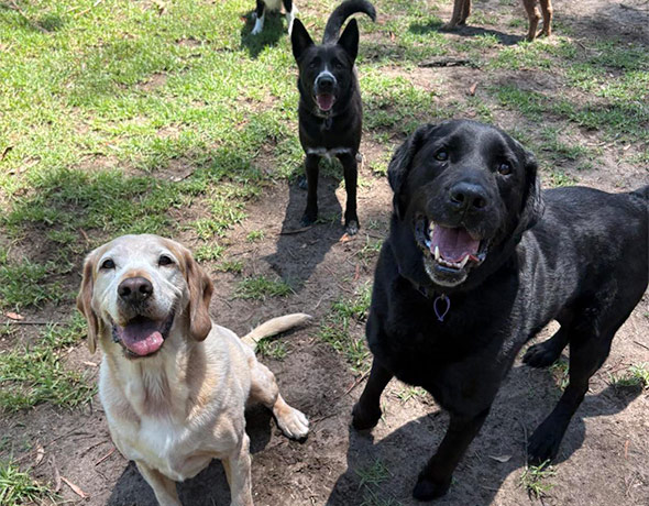 Making friends